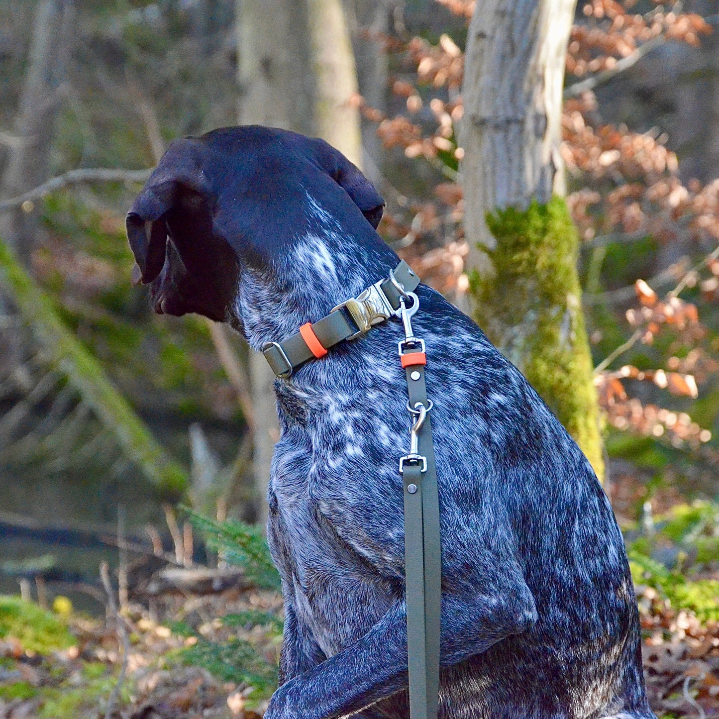 DOLINE - BioThane® Halsband in oliv-grün