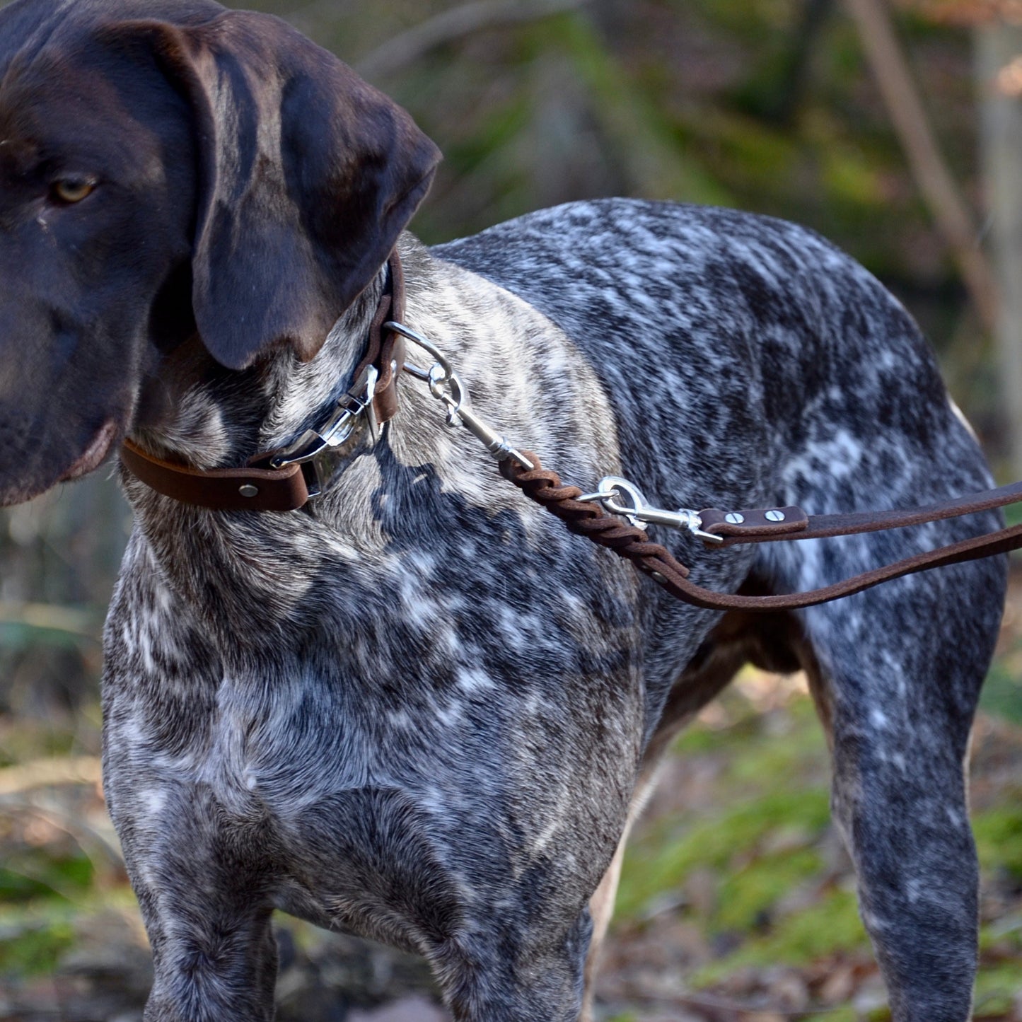 WALDLÄUFER - Fettlederleine in Kastanie