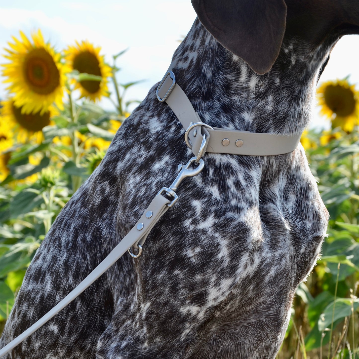 LUNAU - BioThane® Halsband in Taupe