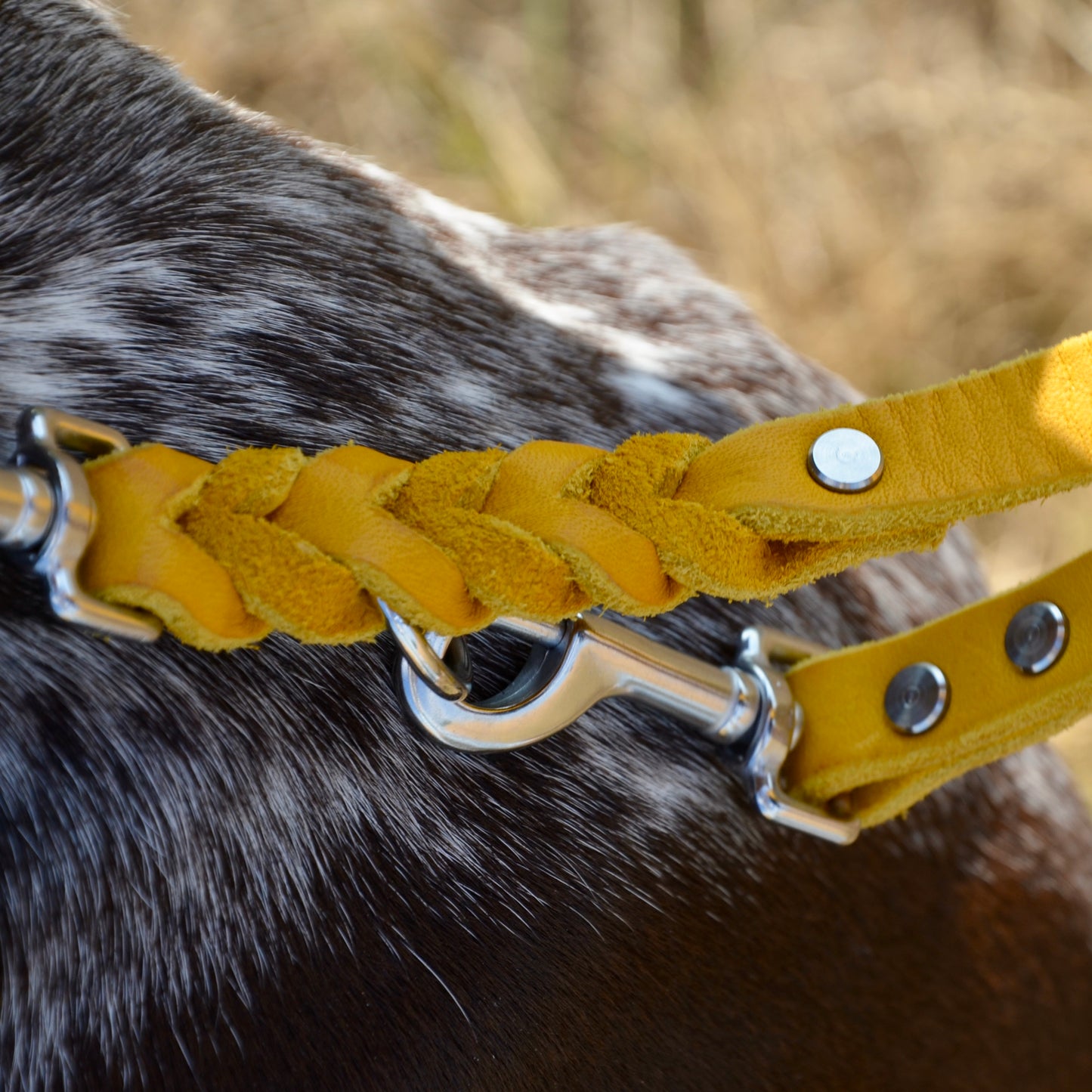 WALDLÄUFER - Fettlederleine in Curry