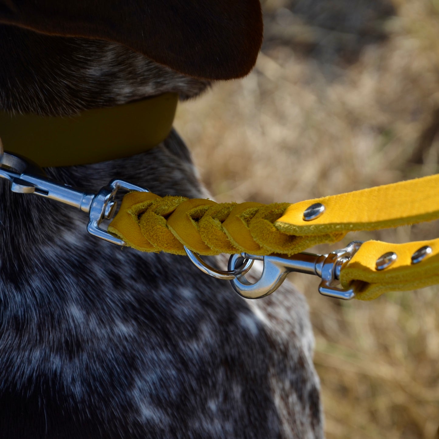 WALDLÄUFER - Fettlederleine in Curry