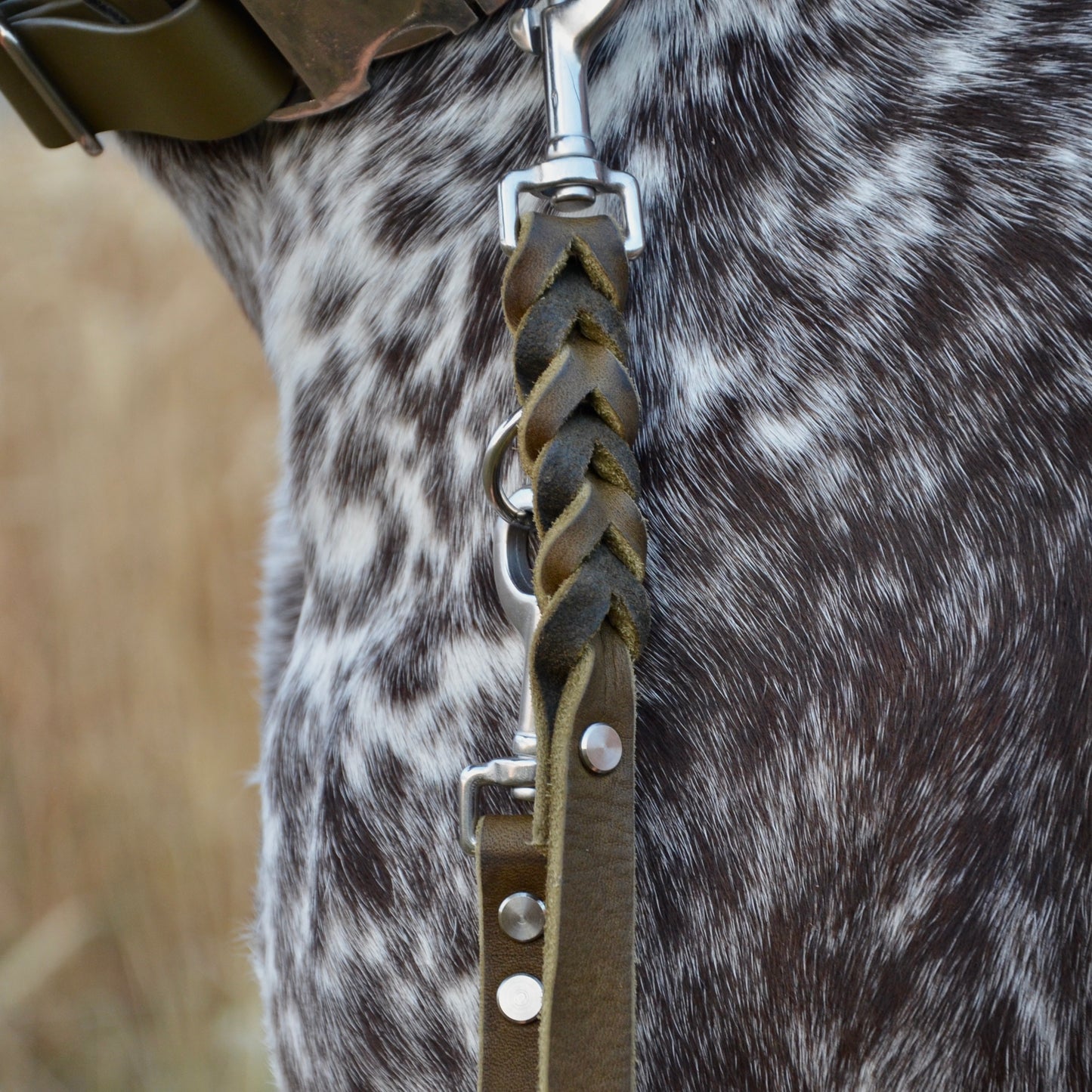 WALDLÄUFER - Fettlederleine in Oliv