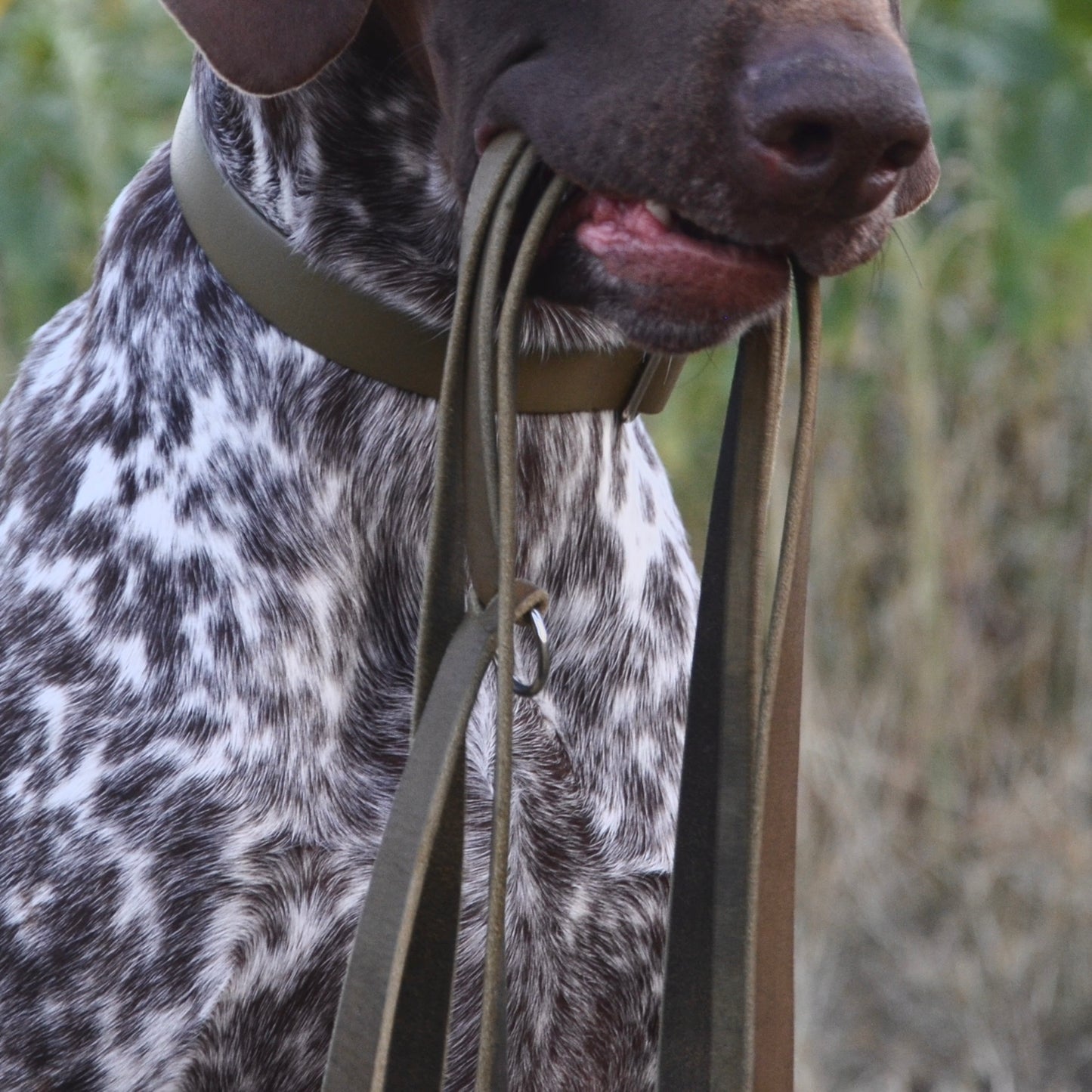 WALDLÄUFER - Fettlederleine in Oliv