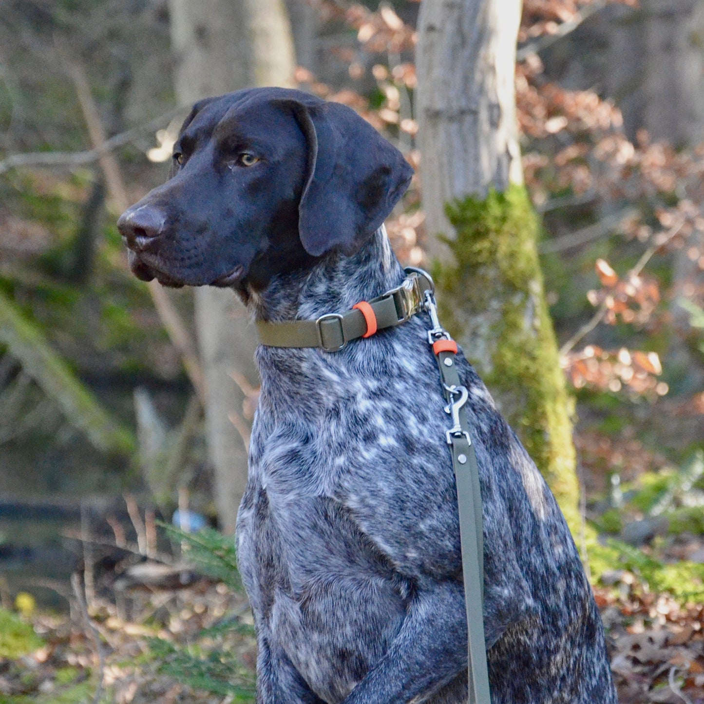 DOLINE - BioThane® Halsband in oliv-grün