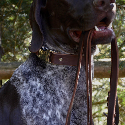 WALDLÄUFER - Fettlederhalsband in kastanienbraun