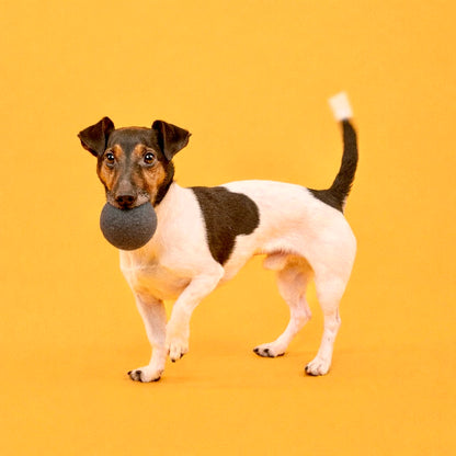 Risa & Kuno Hundespielzeug - Filzball Set